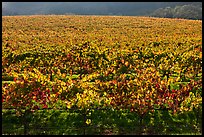 Large vineyard with golden fall colors. Napa Valley, California, USA (color)