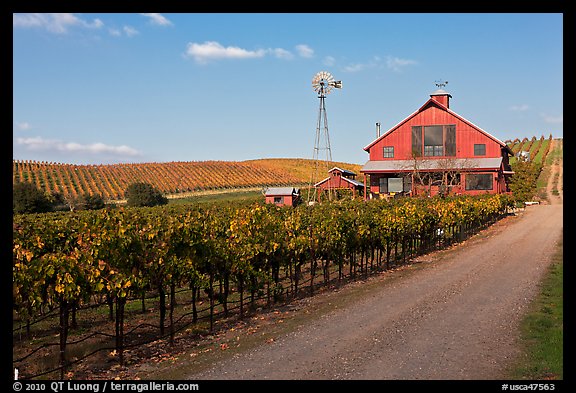 Red barn in vineyard. Napa Valley, California, USA