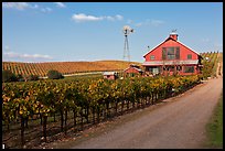 Red barn in vineyard. Napa Valley, California, USA