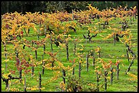 Vines on steep, terraced terrain, autumn. Napa Valley, California, USA (color)