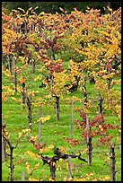 Wine grapes cultivated on steep terraces. Napa Valley, California, USA