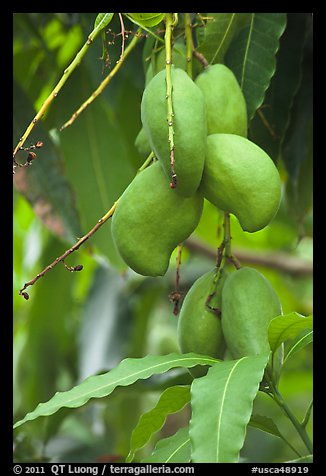Mango fruit on tree, Gilroy Gardens. California, USA
