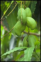 Mango fruit on tree, Gilroy Gardens. California, USA