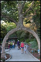Archway formed by a tree, Gilroy Gardens. California, USA