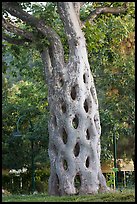 Basket tree formed by six Sycamores grafted together in 42 connections, Gilroy Gardens. California, USA ( color)