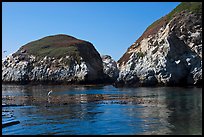 Bird and cliffs, China Cove. Point Lobos State Preserve, California, USA