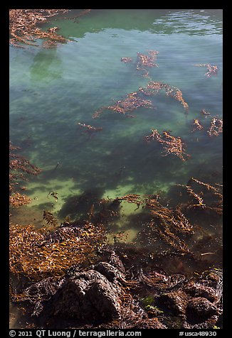 Kelp from above. Point Lobos State Preserve, California, USA (color)