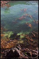 Kelp from above. Point Lobos State Preserve, California, USA (color)