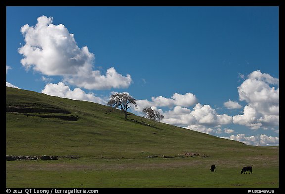 Hillside with clouds, trees, and cows. California, USA (color)
