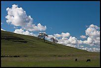 Hillside with clouds, trees, and cows. California, USA