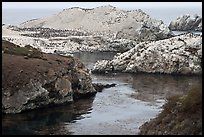 Fjord and rocks laden with birds. Point Lobos State Preserve, California, USA ( color)