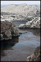 Rocks covered with seabirds. Point Lobos State Preserve, California, USA ( color)