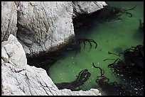 Green waters and kelp, China Cove. Point Lobos State Preserve, California, USA (color)