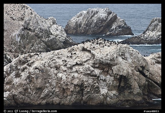 Bird island. Point Lobos State Preserve, California, USA (color)