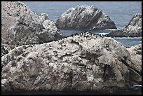 Bird island. Point Lobos State Preserve, California, USA