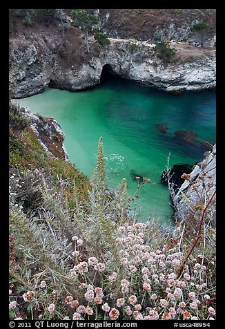 Flowers and cove with green water. Point Lobos State Preserve, California, USA (color)