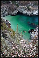 Flowers and cove with green water. Point Lobos State Preserve, California, USA (color)