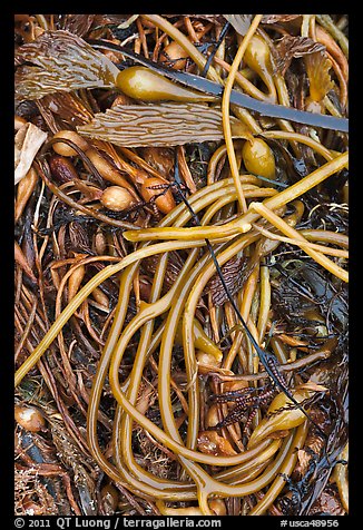 Beached kelp close-up. Point Lobos State Preserve, California, USA (color)