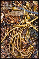 Beached kelp close-up. Point Lobos State Preserve, California, USA (color)