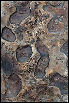 Close up of uplifted marine terrace. Point Lobos State Preserve, California, USA ( color)