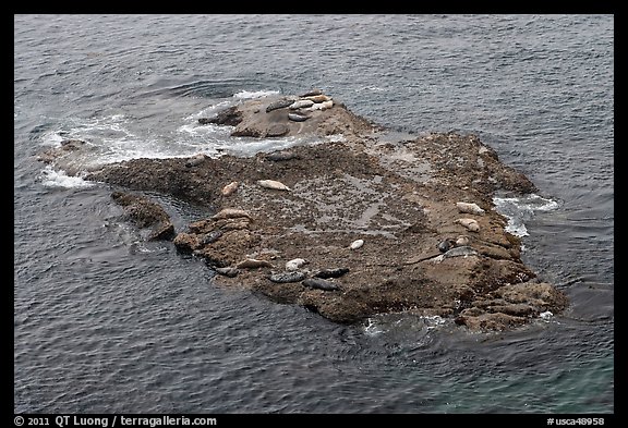 Marine mammals on islet. Point Lobos State Preserve, California, USA (color)