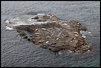 Marine mammals on islet. Point Lobos State Preserve, California, USA (color)