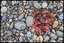 Wet pebbles and red algae. Point Lobos State Preserve, California, USA