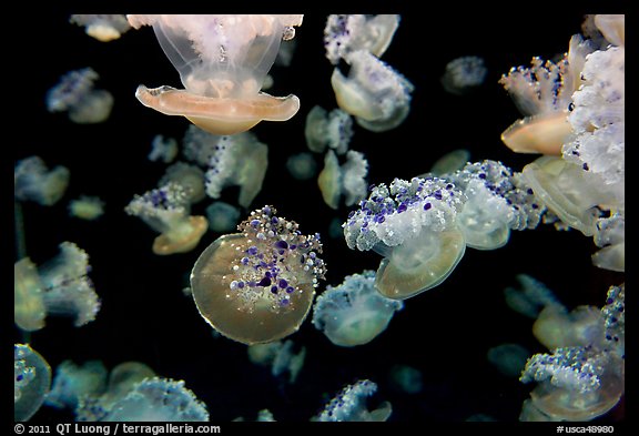 Mediterranean Jellies, Monterey Bay Aquarium. Monterey, California, USA (color)