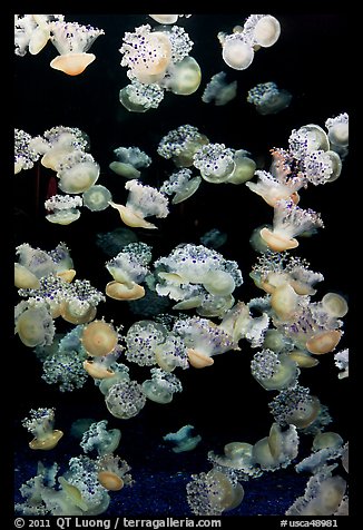 Fried Egg Jellies, Monterey Aquarium of the Bay. Monterey, California, USA