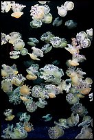 Fried Egg Jellies, Monterey Aquarium of the Bay. Monterey, California, USA ( color)