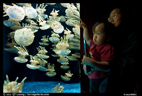 Mother and infant look at Jelly exhibit, Monterey Bay Aquarium. Monterey, California, USA (color)