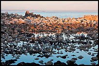 Seabirds and rocks at sunset. Pacific Grove, California, USA