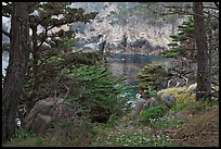 Cypress and wildflowers framing a cove. Point Lobos State Preserve, California, USA (color)