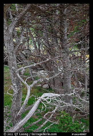 Cypress trees. Point Lobos State Preserve, California, USA (color)