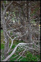 Cypress trees. Point Lobos State Preserve, California, USA (color)