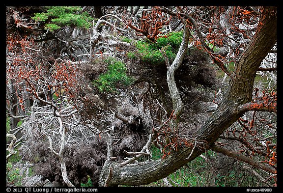 Monterey Cypress with carotene. Point Lobos State Preserve, California, USA (color)