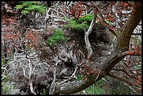 Monterey Cypress with carotene. Point Lobos State Preserve, California, USA