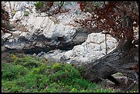 Monterey Cypress, wildflowers, and cove. Point Lobos State Preserve, California, USA