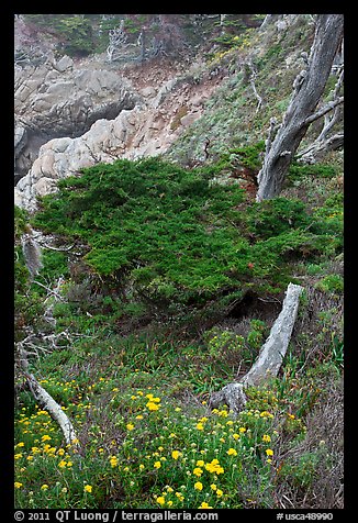 Flowers and cypress. Point Lobos State Preserve, California, USA