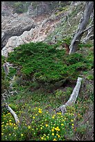 Flowers and cypress. Point Lobos State Preserve, California, USA (color)