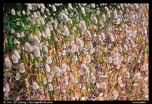 Grasses with seeds. Point Lobos State Preserve, California, USA (color)