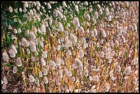 Grasses with seeds. Point Lobos State Preserve, California, USA (color)