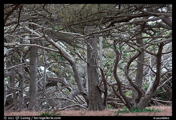 Monterey cypress. Point Lobos State Preserve, California, USA (color)