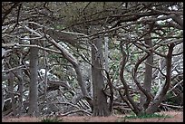 Monterey cypress. Point Lobos State Preserve, California, USA ( color)