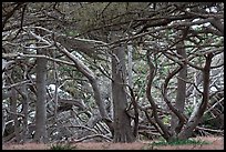 Monterey cypress. Point Lobos State Preserve, California, USA