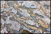 Conglomerate rock. Point Lobos State Preserve, California, USA