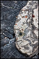 Paleocene Carmelo Formation conglomerate. Point Lobos State Preserve, California, USA ( color)