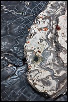 Paleocene Carmelo Formation conglomerate. Point Lobos State Preserve, California, USA