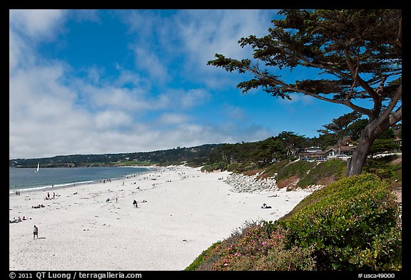 Carmel Beach and cypress. Carmel-by-the-Sea, California, USA