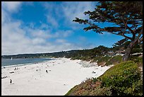 Carmel Beach and cypress. Carmel-by-the-Sea, California, USA ( color)